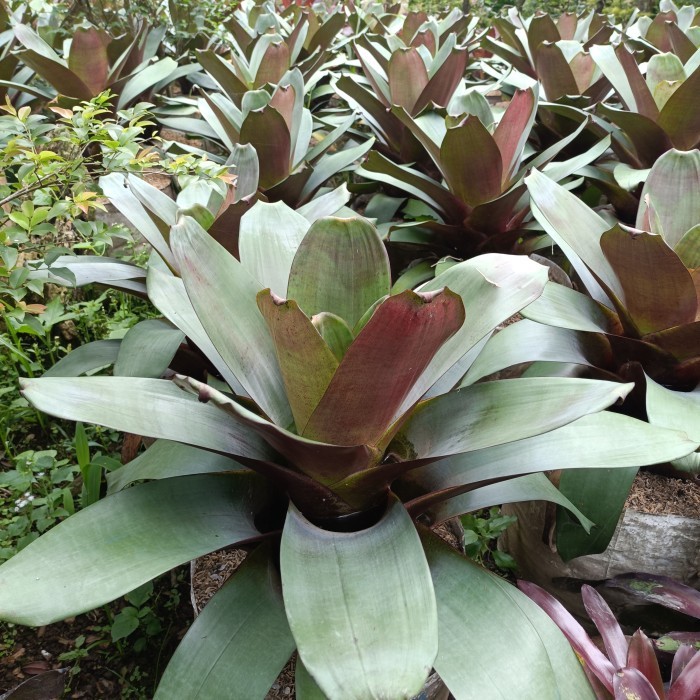 bromelia Giant merah (size besar)