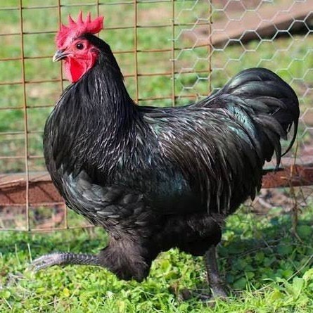 

Fertil Telur ayam black australorp / telur ayam hias / telur fertil siaptetas