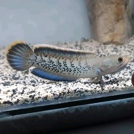 Chana Rayakan Cana Stewarti Grade A+ 6-7 cm Full pelet