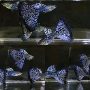 Ikan Hias Guppy Purple Cobra Sepasang