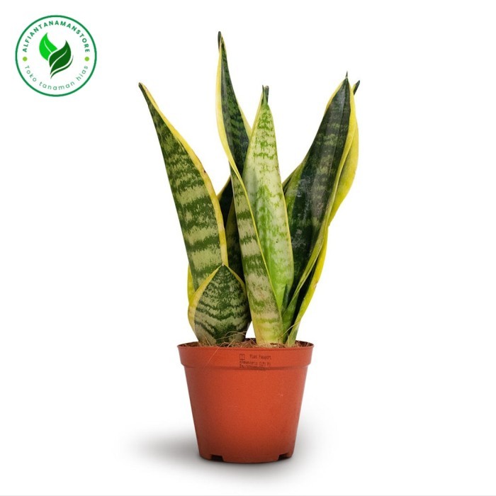 Tanaman Hias Sansevieira Futura Superba + Pot - Sansivera superba Plus Pot