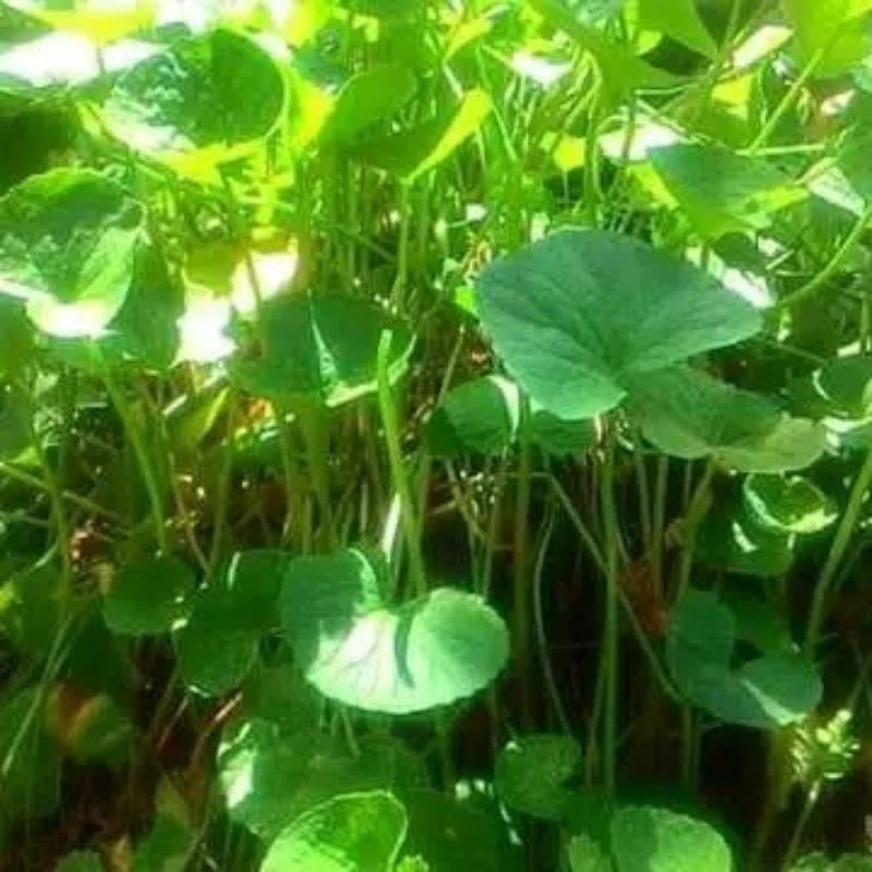 

pegagan segar 500gr