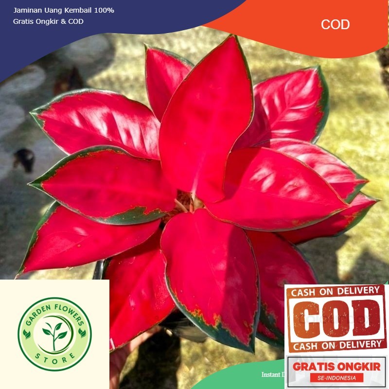 ( BISA BAYAR DI TEMPAT ) Aglaonema Suksom Jaipong Merah Menor / Aglonema Suksom florist nursery / Ag
