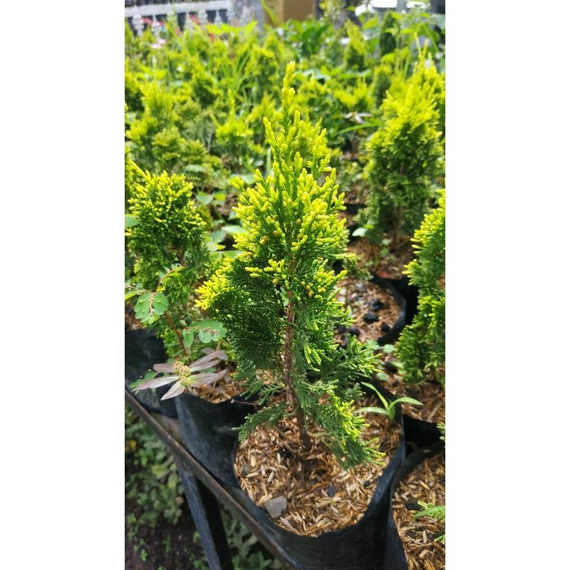 Bunga CEMARA GOLDEN PEKING-Tanaman Hias Hidup Daun Cemara Golden Peking