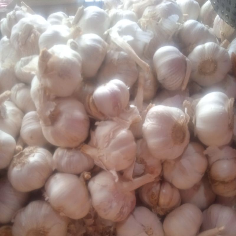 

BAWANNG PUTIH BIASA KOTOR 1Kg