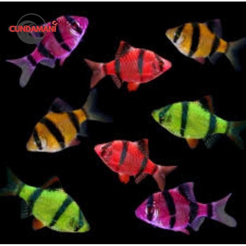 Sumatra Glofish Warna Merah Hijau Pelengkap Aquarium Aquascap Isi 10 Mix Random cundamani fishstore