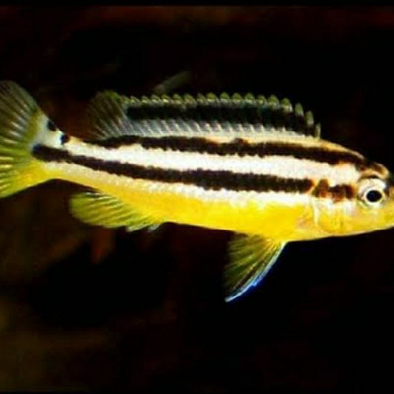 Siklid Niasa cichlid 2-4 cm Dengan Garansi Doa Aman
