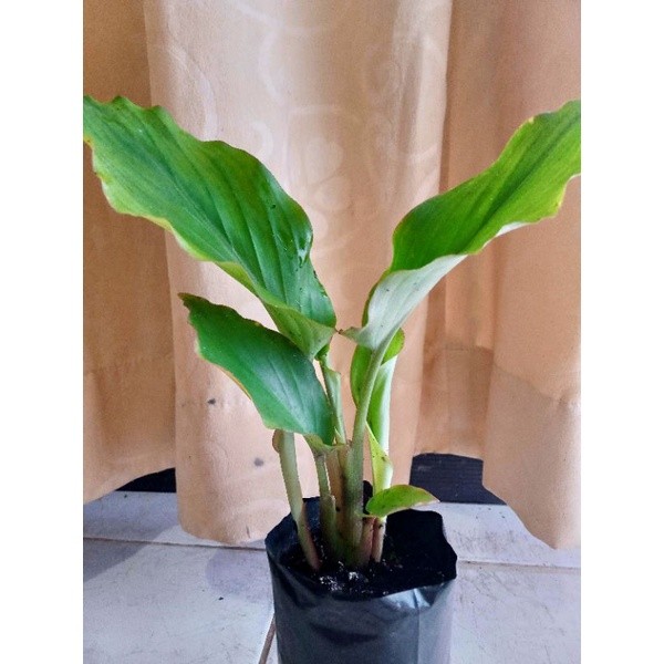 Bibit Kunyit Hitam Asli