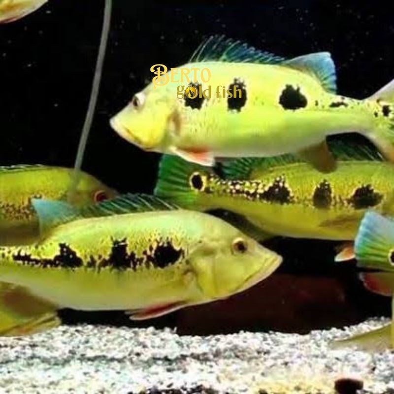 Tankmate aquarium Pbass orinoco Good Marking Size10-12  cm realsize bergaransi COD hiasan aquarium t