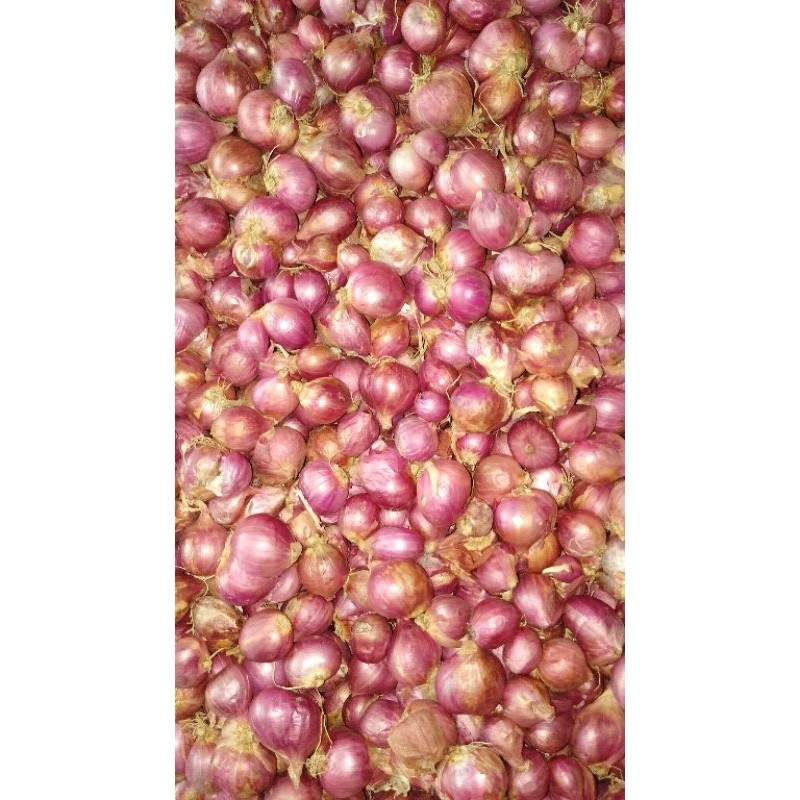 

SERBA MURAH BAWANG MERAH LOKAL MURAH JATIM