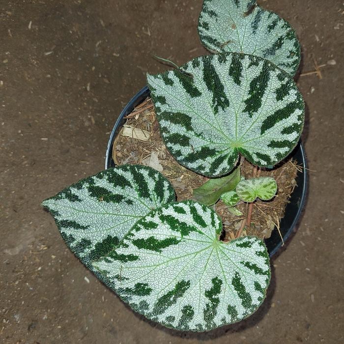 Tanaman Hias Begonia Karpet
