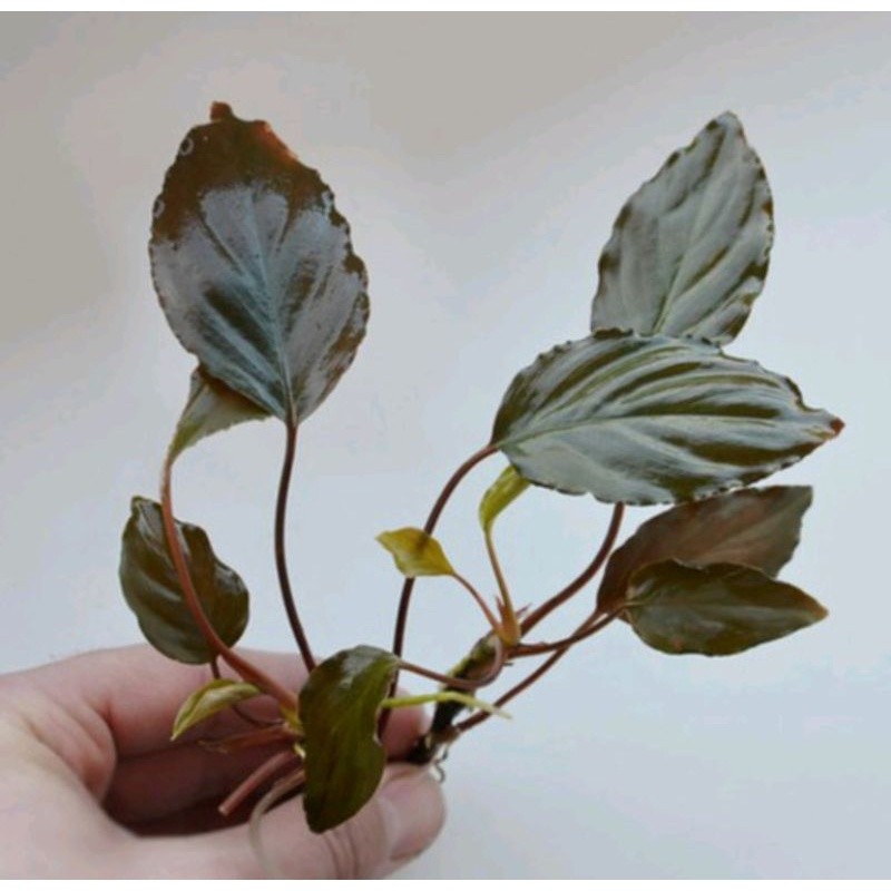 Tanaman hias Aquascape Aquarium Anubias Red -Homalomena Sp Red