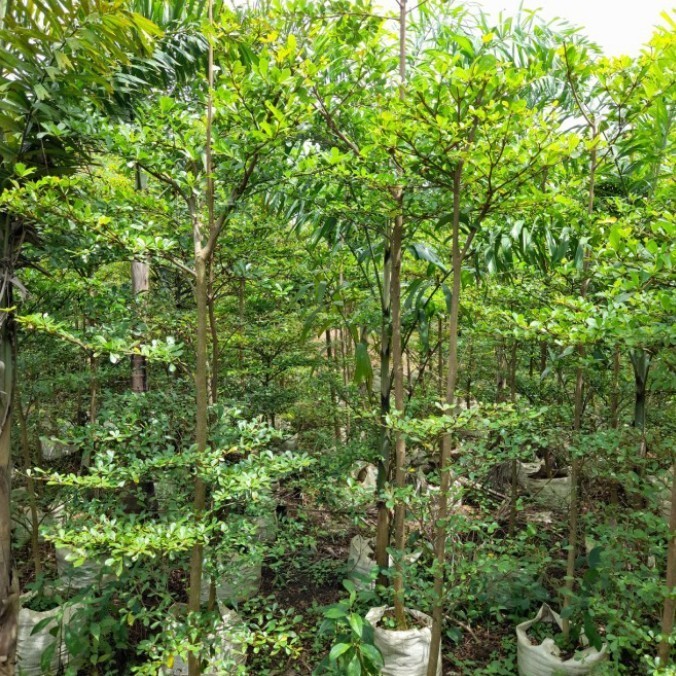 pohon ketapang kencana ukuran 2,5 meter/pohon peneduh.