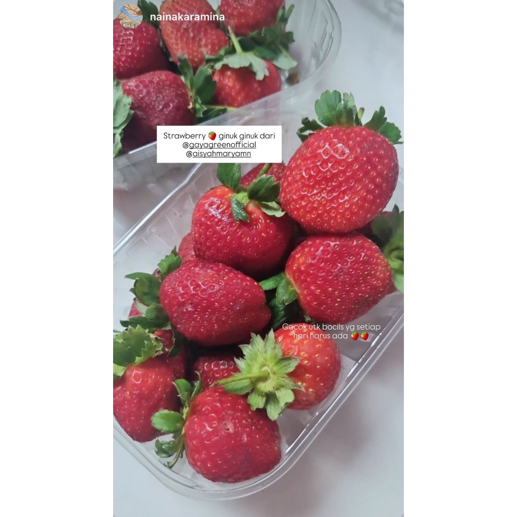 

Buah Stroberi Organik Pembuahan Alami 250gr dengan Lebahed Berries Gaya Green Farm Fresh