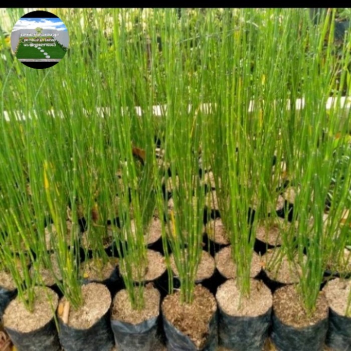 tanaman bambu air bambu air