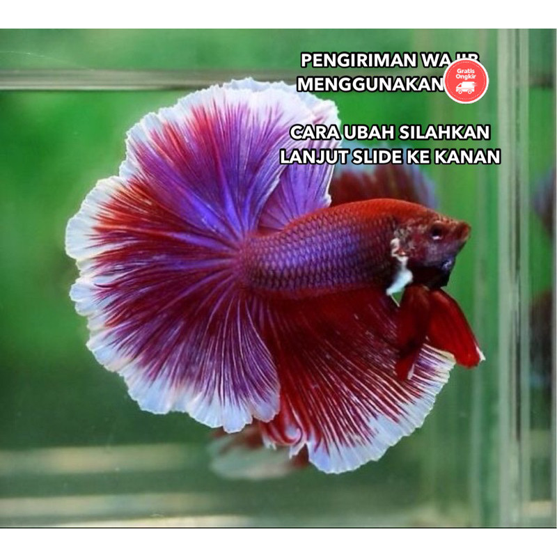 aqua CUPANG HALFMOON LAVENDER PINK, TOSCA, HIJAU, UNGU, BIRU REAL PICT BEST SELLER