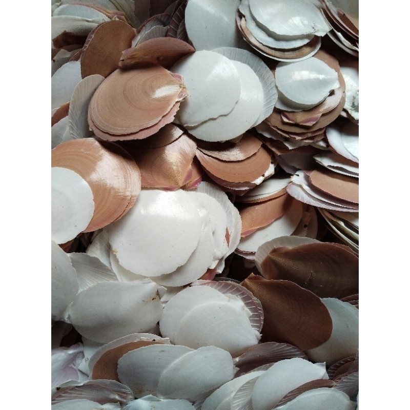 Cangkang Kerang Simping - Kulit Kerang Simping 250gr