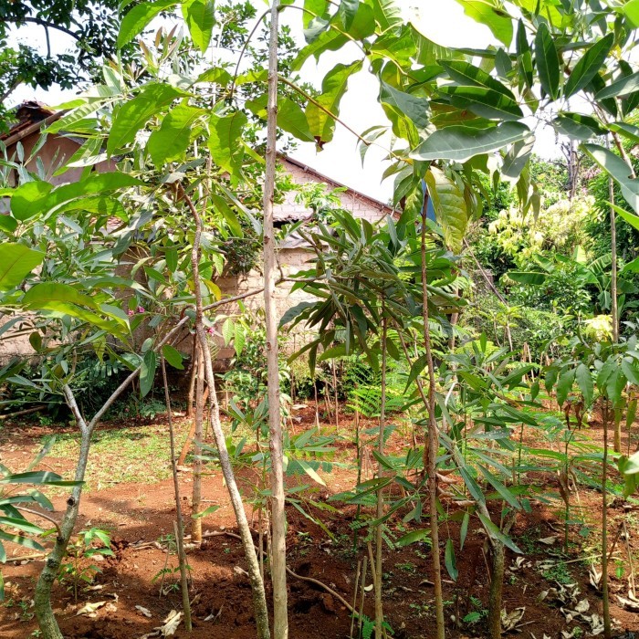 Tanaman hias tabebuya 2 meter