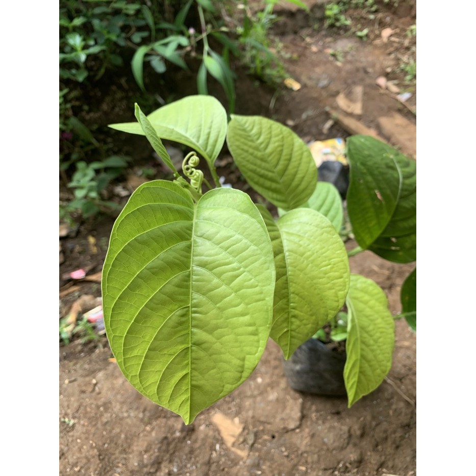 Bibit tanaman sudah jadi buah markisa jumbo/buah erbis