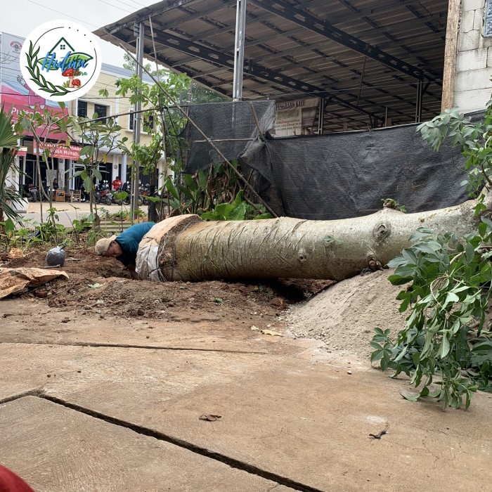 Pemindahan tanaman pelindung Pohon Baobab/Kaki Gajah