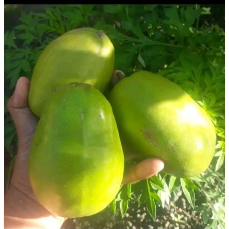 

Kedondong Bangkok 1 kg masih segar R2