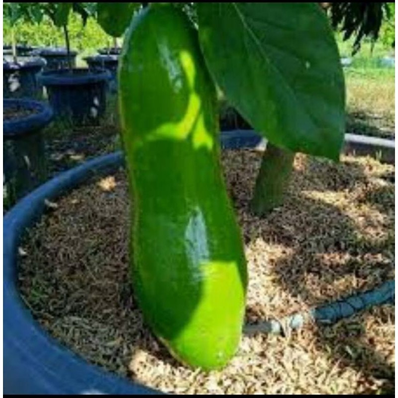 Bibit alpukat Kelud batang besar uk 1m