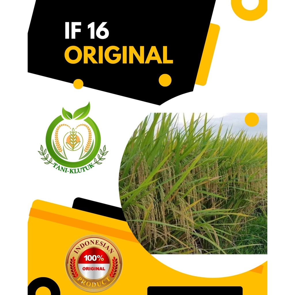 Benih Padi IF 16 Original AB2TI ORI Termurah 5kg PotenSI Hasil 14 Ton Original Kualitas Terjamin Gal