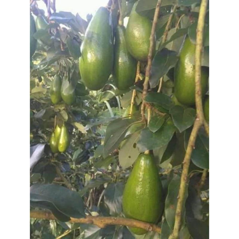 Bibit Alpukat Siger 1 JURAGAN BIBIT