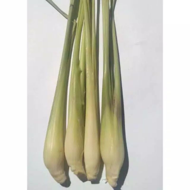 

Sereh masak 1kg segar sereh hijau COD
