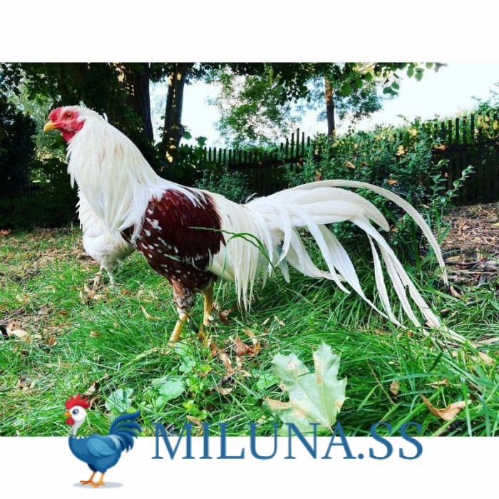 

FERTIL TELUR AYAM hias yokohama siap ditetaskan Langsung