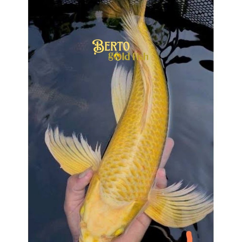 Hiasan kolam Ikan Koi Yamabuki Ogon Slayer Longfin 17-20 cm Hias Kolam Hiasan Aquarium Tankmate Warn