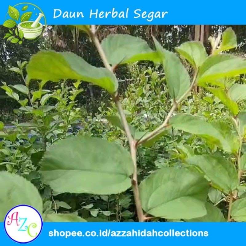 

Daun Bidara Arab Segar Fresh (25 / 50 / 100 Lembar) azc-DHS