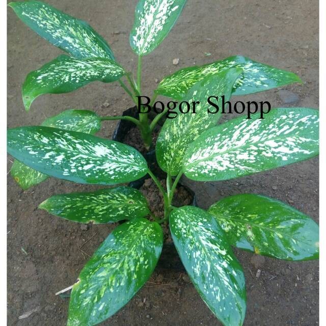 AGLONEMA HIJAU PUTIH