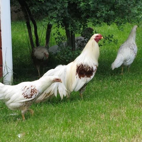 

Fertil Telur ayam hias yokohama fertil bisa ditetaskan Langsung