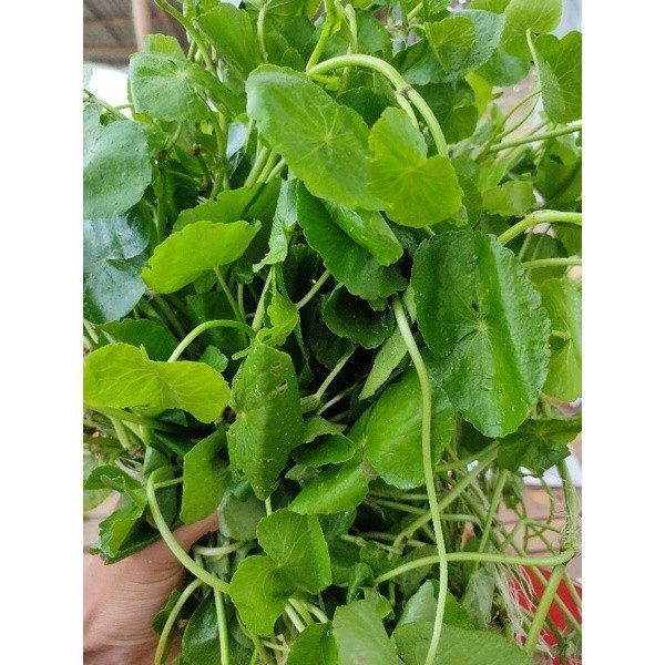 

TERBAIK DAUN PEGAGAN SEGAR/ANTANAN ORGANIK 100gram