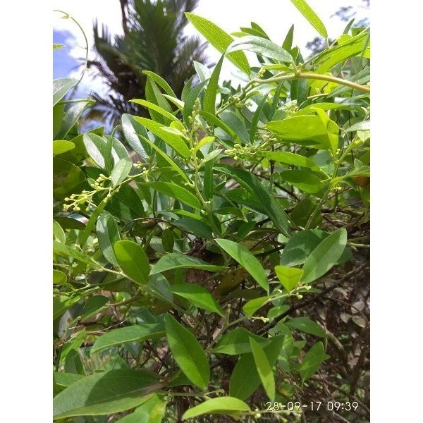 

Daun Cincau Rambat tanpa bulu cincau jeli minyak 100lembar