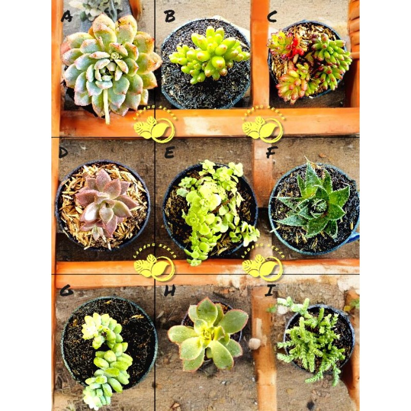 Tanaman Kaktus Sekulen / Tanaman Kaktus Sekulen Warna - Warni