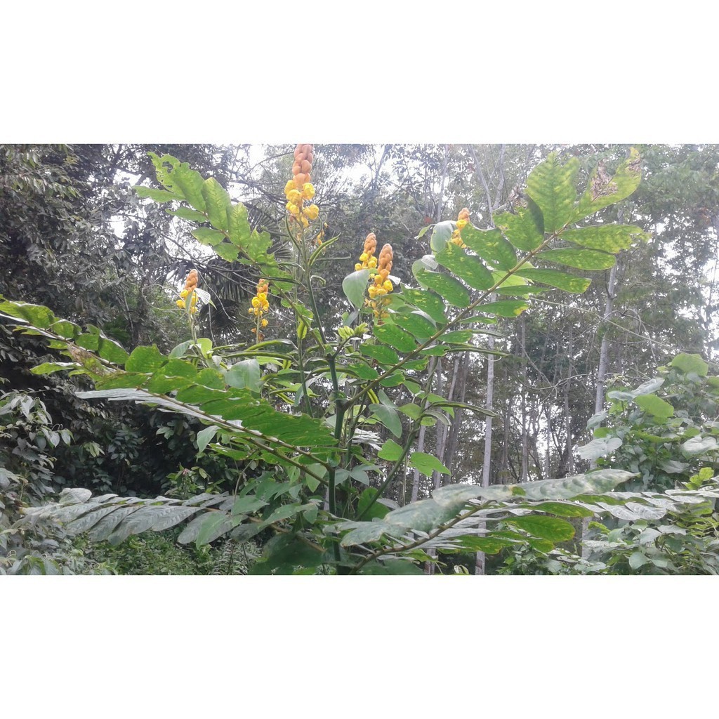 

Daun Ketepeng Segar 500 Gram (Kimanila / Cassia alata L) Cina TERLARIS