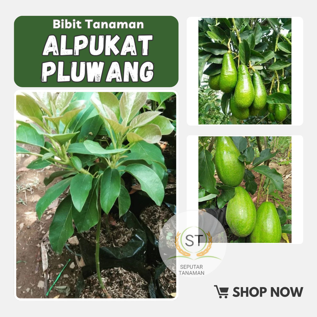 BIBIT ALPUKAT PLUWANG TINGGI 1 METER UP