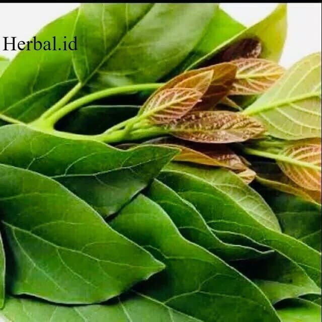 

Daun alpukat segar 200 gram segar silahkan di order'