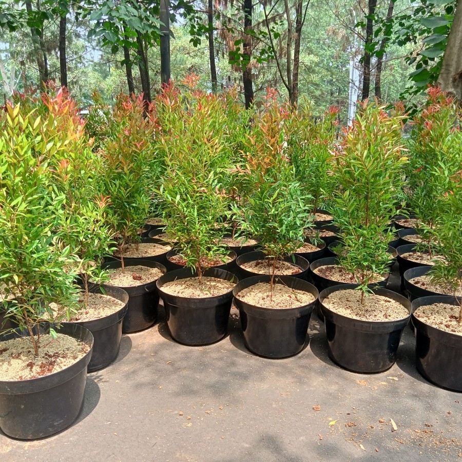 Tanaman hias pucuk merah - Pucuk merah - Pohon pucuk merah