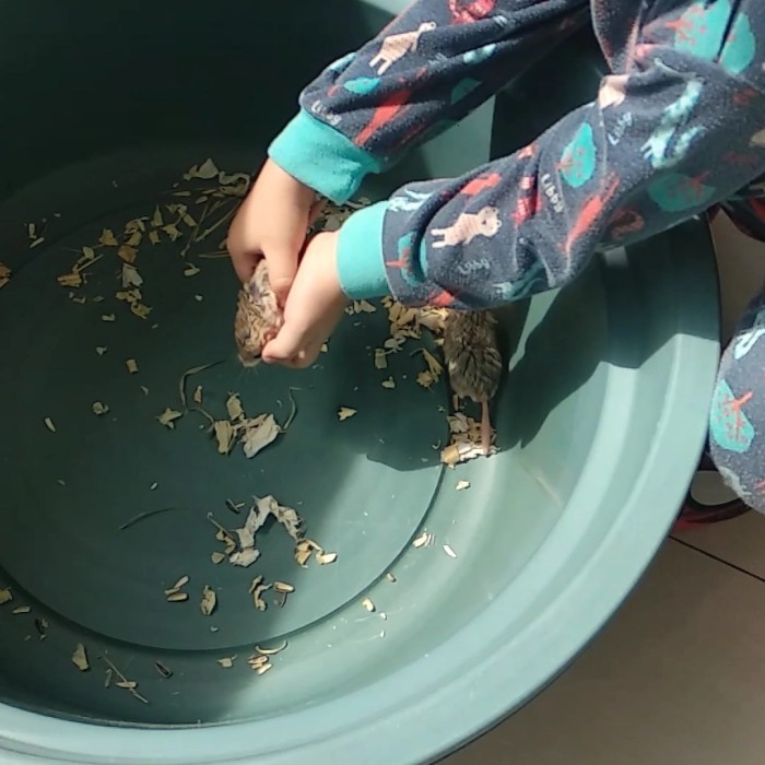 SALE -gerbil fat tail betina - betina