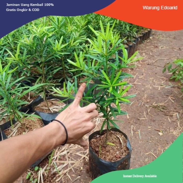 Bibit Tanaman Lohansung - Bibit Bonsai Lohansung Cincuan