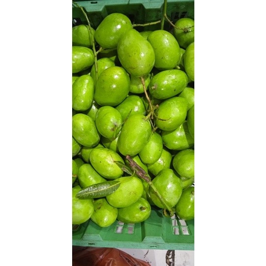 PROMO AMBYAR mangga jamson /mangga belah biji / mangga muda / mangga rujak / mangga mengkal / mangga