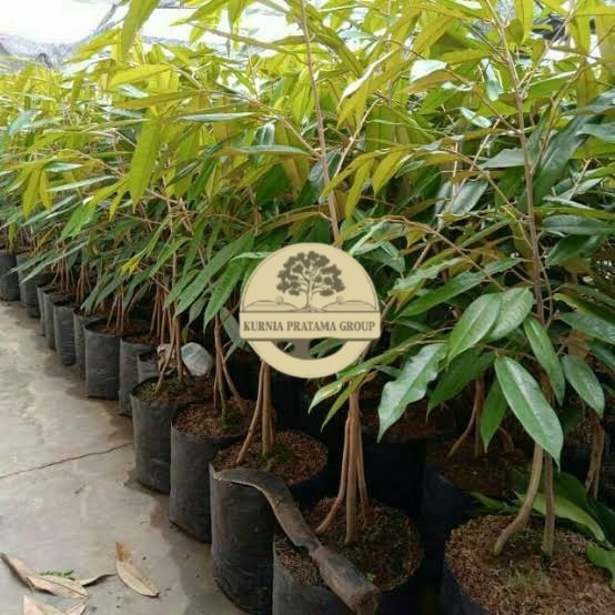 Bibit Okulasi Durian Duri Hitam kaki 3 Tinggi 1 Meter kurnia pratama
