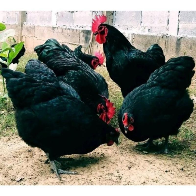 

Fertil TELUR AYAM HIAS PETELUR AUSTRALORP UNTUK DI TETASKAN
