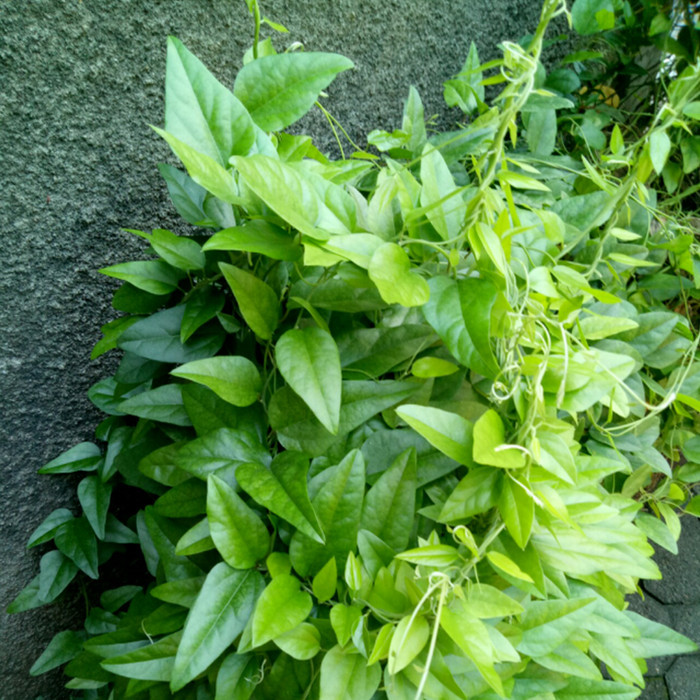 

Daun cincau hijau rambat segar 100 gr / bahan cincau fresh