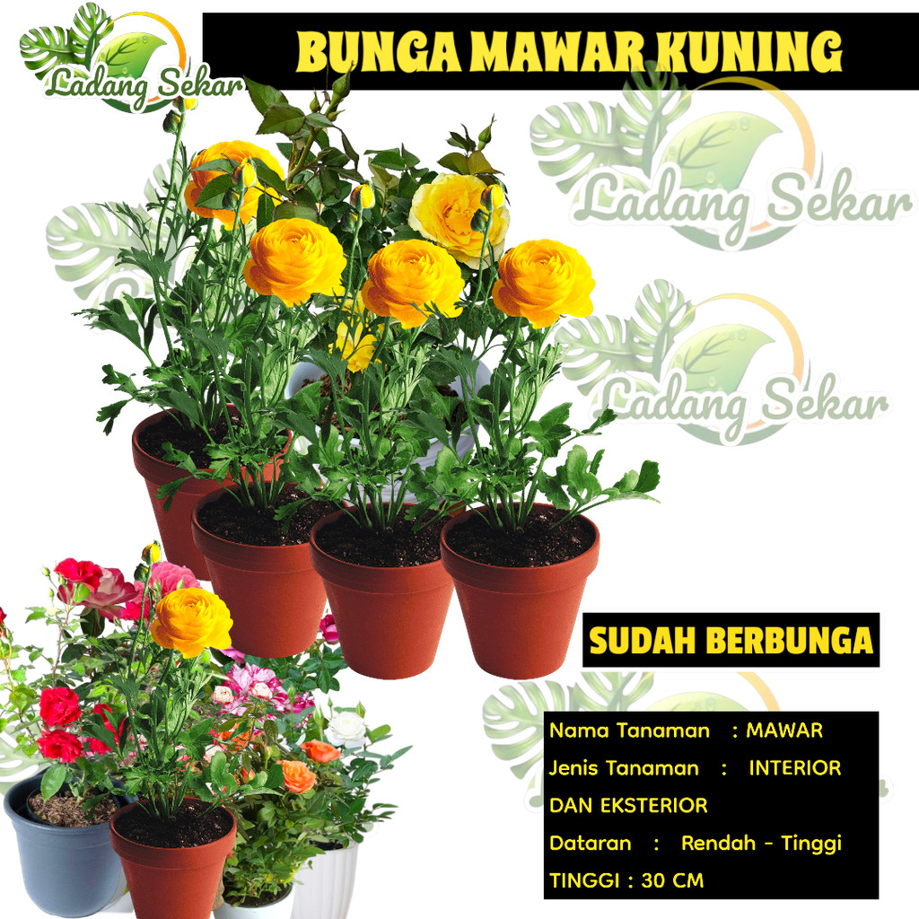 MAWAR KUNING HOLLAND HIDUP Tanaman Hias Bunga Mawar Holland Kuning
