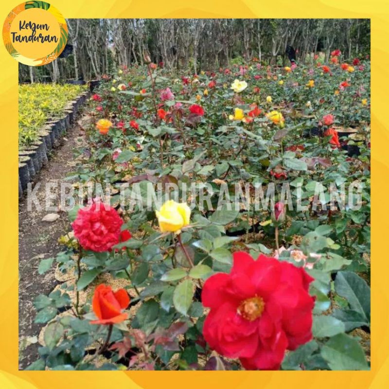 Tanaman Bunga Mawar Hidup Berbunga / bunga hidup tanaman hias hidup mawar asli ( Pilih Warna) Bukan 