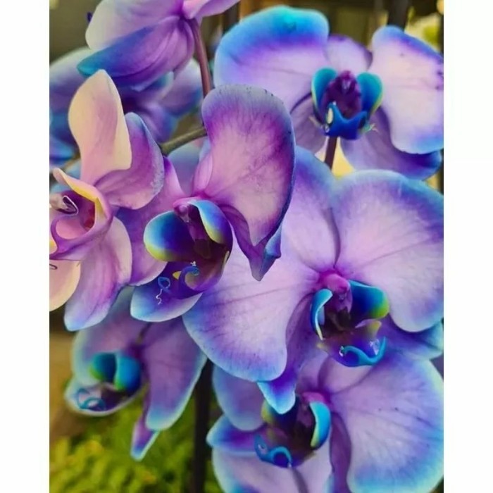 Anggrek dendrobium bunga besar dewasa